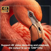 Projecteur Home Cinéma 4K pour Jeux Vidéo et Films en Plein Air